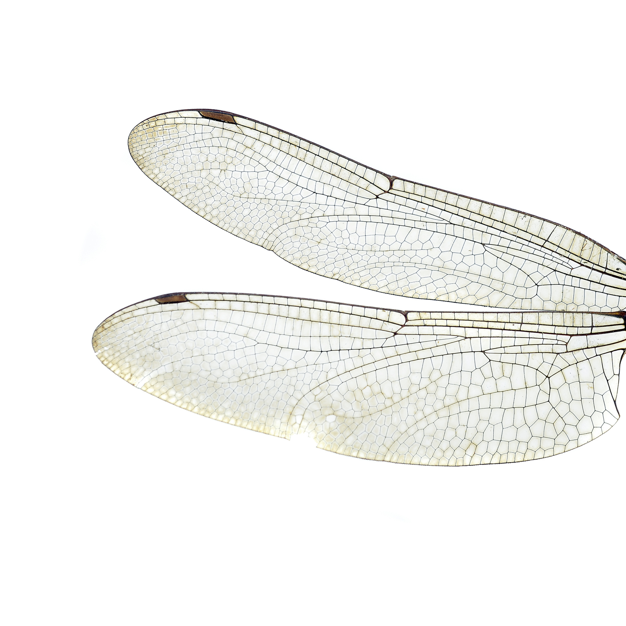 dragonfly wings